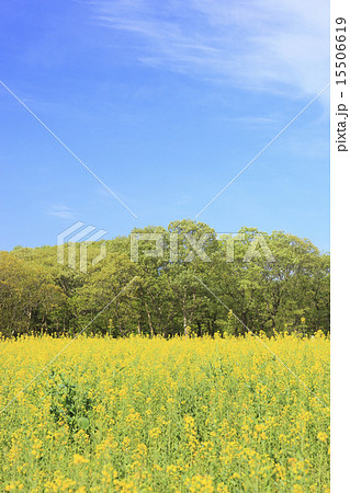 菜の花　(みはらしの里） 15506619