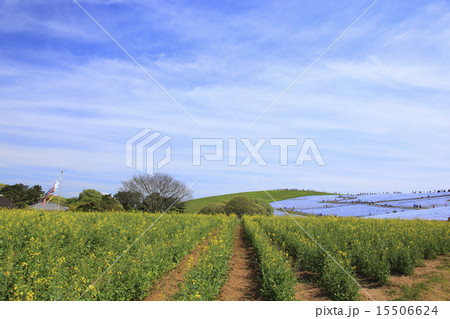 ネモフィラと菜の花 ネモフィラと菜の花 15506624