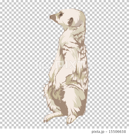 狐獴 狐獴 15506638