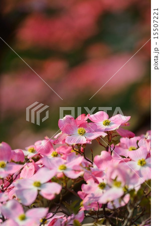 ハナミズキ 15507221