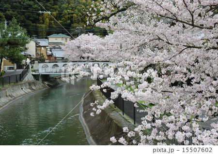 京都 桜咲く春の山科疎水 京都 桜咲く春の山科疎水 15507602