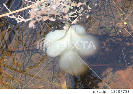 クロサンショウウオ 卵 クロサンショウウオ 卵 15507753