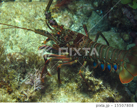 イセエビ イセエビ 15507808