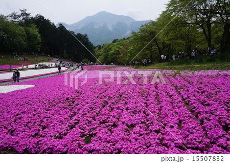 秩父の芝桜と武甲山 秩父の芝桜と武甲山 15507832