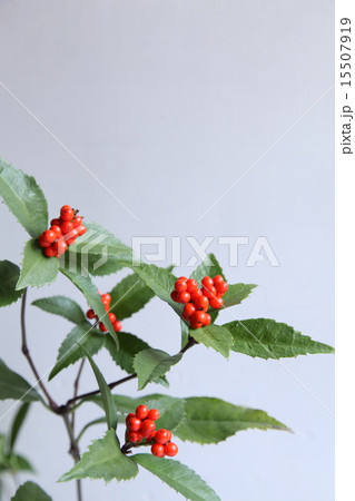 センリョウ　千両　　縁起物　正月飾り 15507919