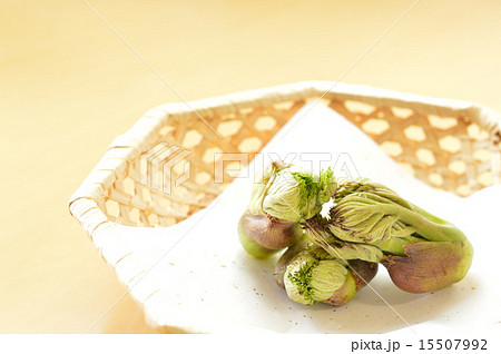 たらの芽2 たらの芽2 15507992