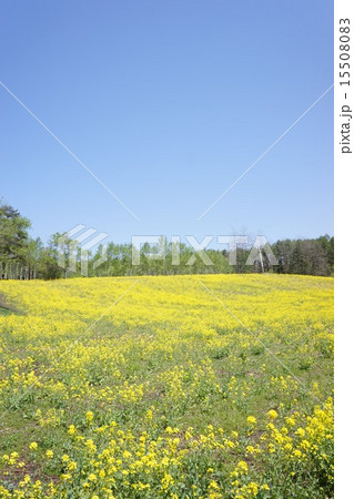 中山高原の菜の花畑 中山高原の菜の花畑 15508083
