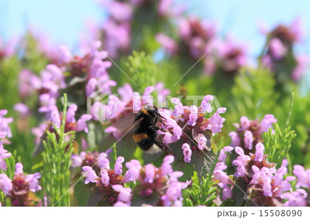 ヒメオドリコソウの蜜を採るマルハナバチ 15508090