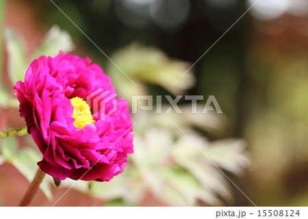 永沢寺の牡丹 15508124