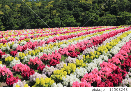 東京ドイツ村の金魚草 15508248