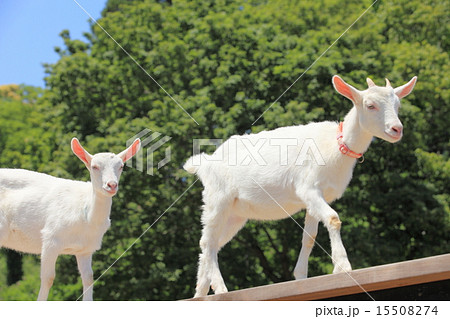 東京ドイツ村のヤギ 15508274