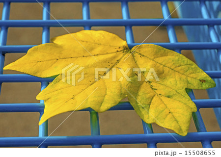 autumnal painted leaf on a blue grid of a seat autumnal painted leaf on a blue grid of a seat 15508655