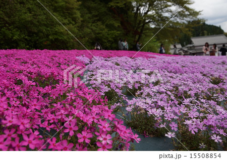 三田芝桜の写真素材