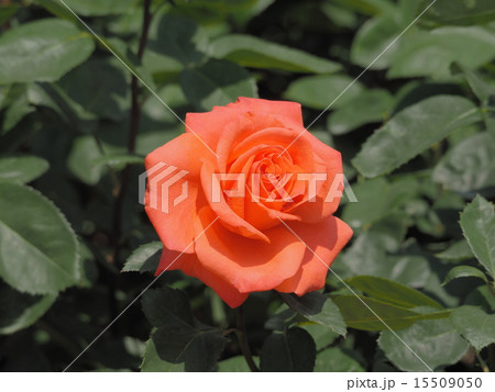 薔薇 15509050