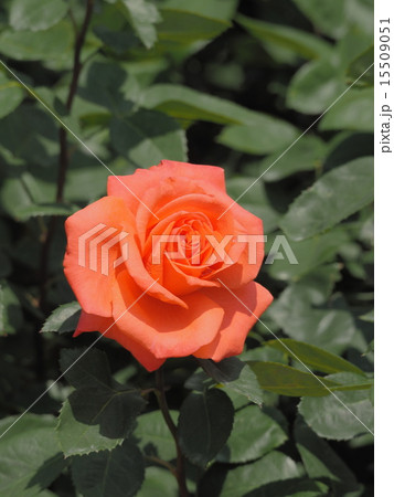 薔薇 15509051