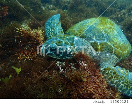 アオウミガメ 15509121