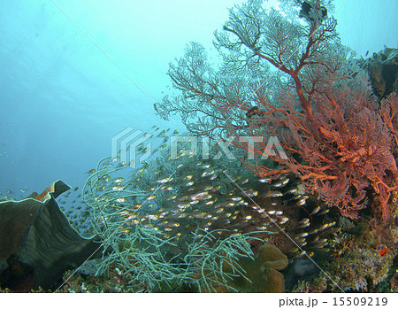 赤いサンゴと小魚の写真素材