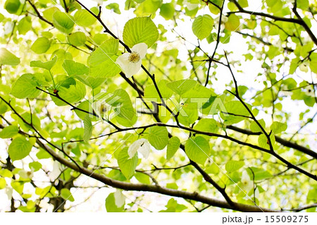 ハンカチノキ 15509275