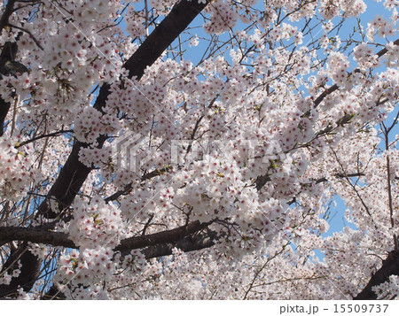 桜 桜 15509737