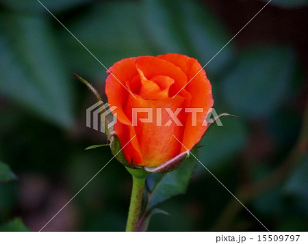 バラの花のつぼみ（テキーラ） 15509797