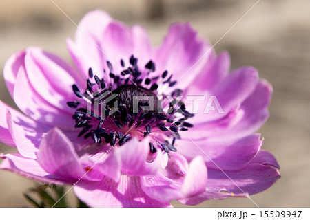 アネモネ 15509947