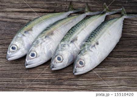 Mackerel 15510420