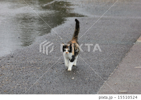 三毛猫の雨の日の散歩 15510524
