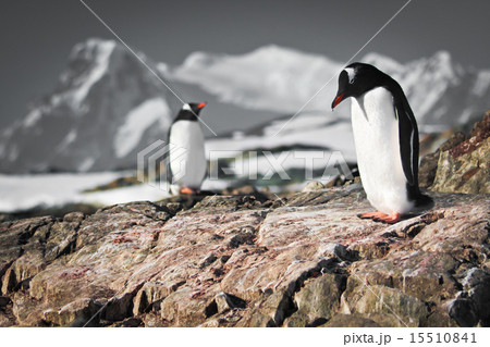 Two penguins dreaming Two penguins dreaming 15510841