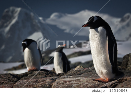 Three penguins Three penguins 15510843