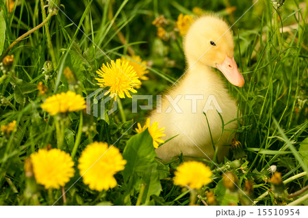 Small duckling Small duckling 15510954