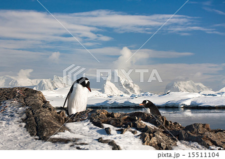 Two penguins dreaming Two penguins dreaming 15511104