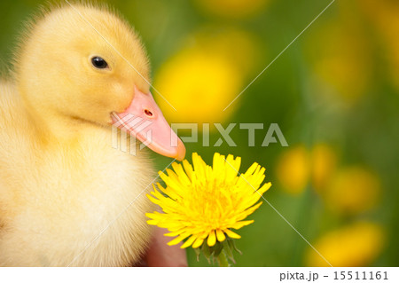 Little duckling 15511161