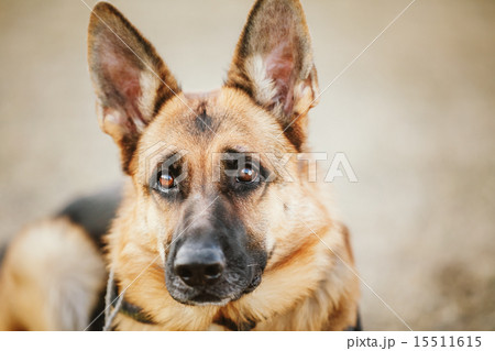 German Shepherd Dog Close Up 15511615