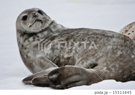 Seal rests 15511645