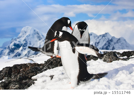 penguins in Antarctica 15511746