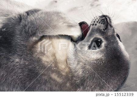 baby seal baby seal 15512339