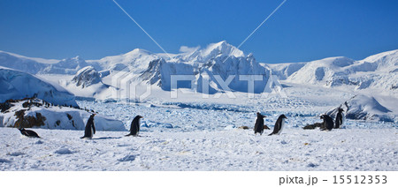 a large group of penguins a large group of penguins 15512353