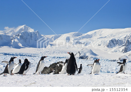 a large group of penguins 15512354