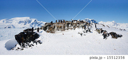 penguins on a rock penguins on a rock 15512356