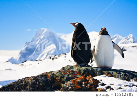 Two penguins dreaming Two penguins dreaming 15512385