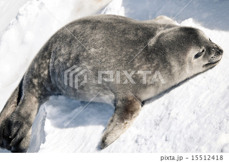 Seal rests Seal rests 15512418