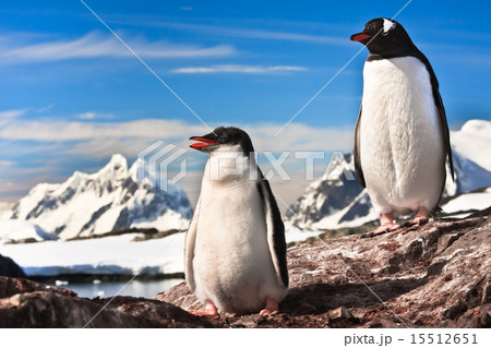 two penguins resting 15512651