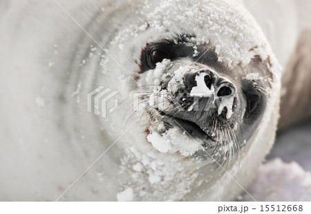 snot-nosed seal 15512668
