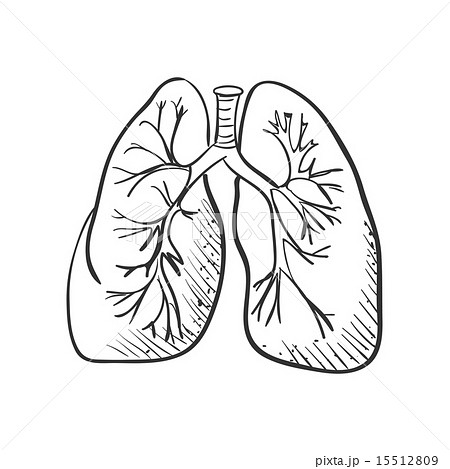 Lungs Drawing Best  Drawing Skill
