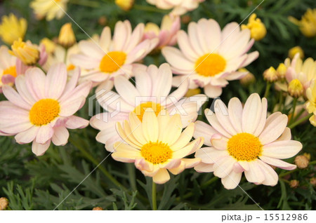 マーガレット　（スプリングブーケ　ガロン） 15512986