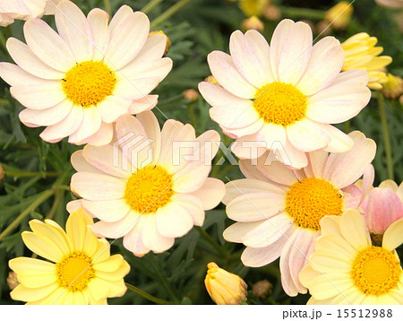 マーガレット　（スプリングブーケ　ガロン） 15512988