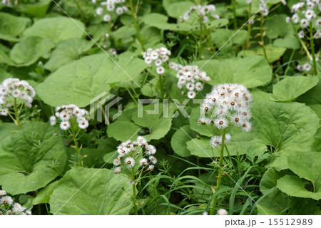 蕗の綿毛 15512989