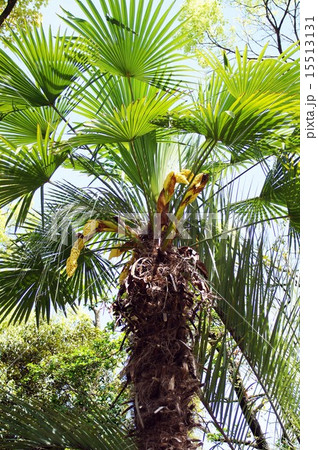 シュロ シュロ 15513131