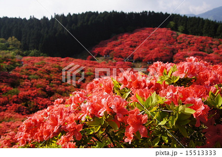 大和葛城山 つつじの写真素材