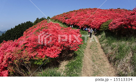 大和葛城山 つつじの写真素材